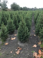 Ca. 100x Kerstbomen mix 4 Omorika & Conica